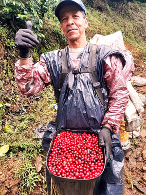 Kolumbia La Reserva - LICZI - Złoto Kawa